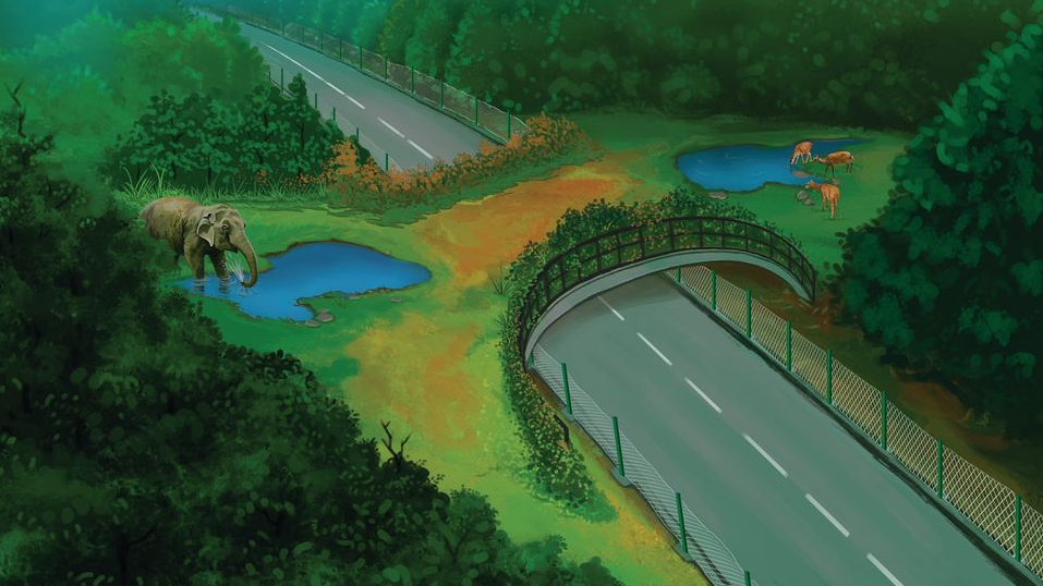 Wildlife and Sustainable Infrastructure